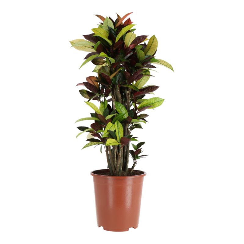 Kroton Mango 27 cm