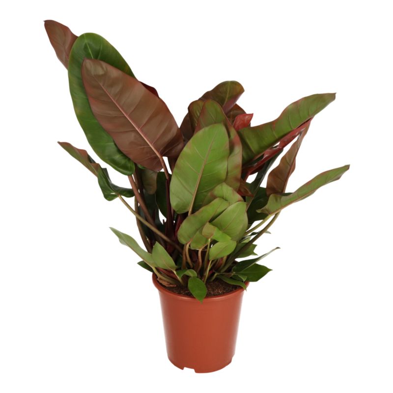 Filodendron Red 24 cm
