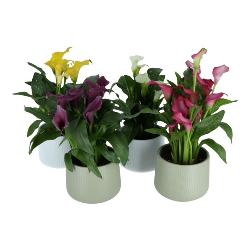 Kalia w ceramicznej doniczce mix 14 cm