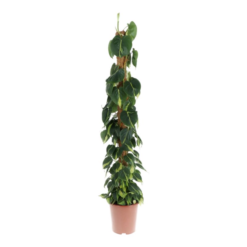 Filodendron Brasil 27 cm
