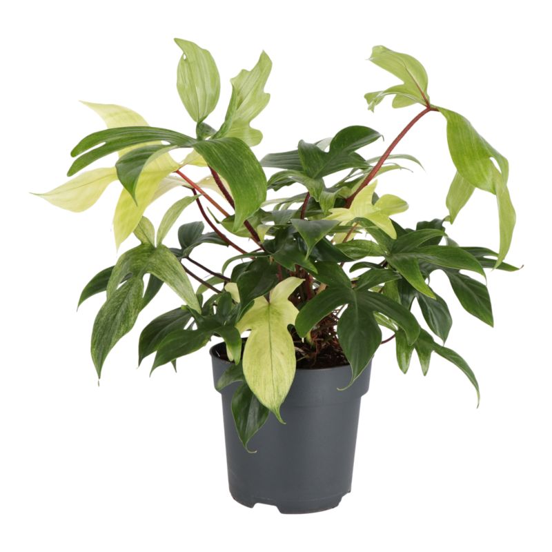 Filodendron Florida Ghost 19 cm