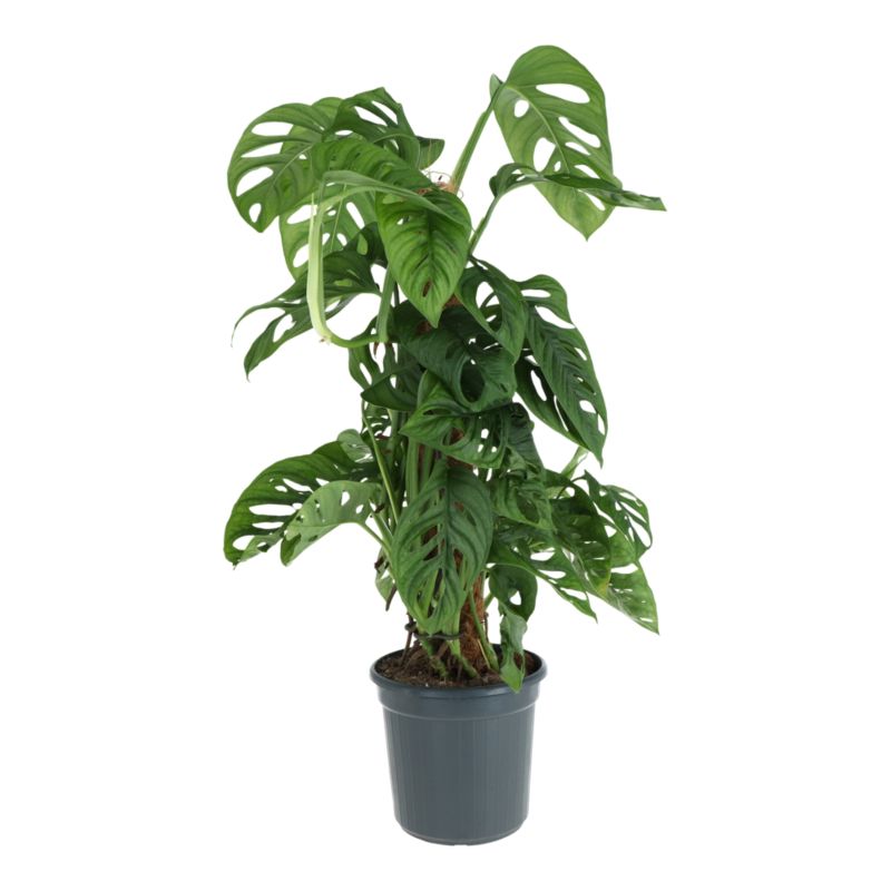 Monstera Monkey Mask 16 CM