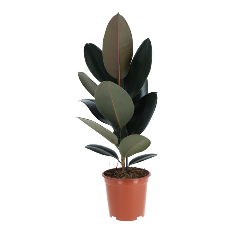 Fikus sprężysty mix 19 cm