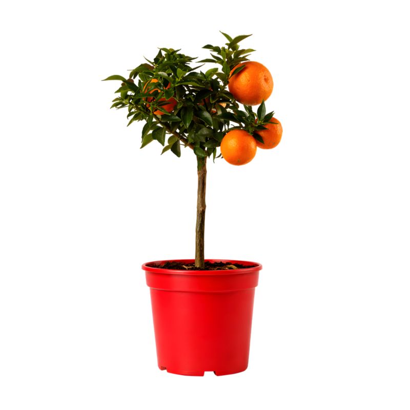 Pomarańcza Chinotto P15