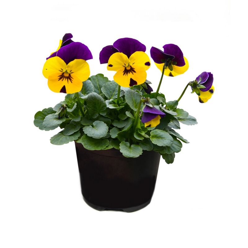 Bratek drobnokwiatowy doniczka 9 cm