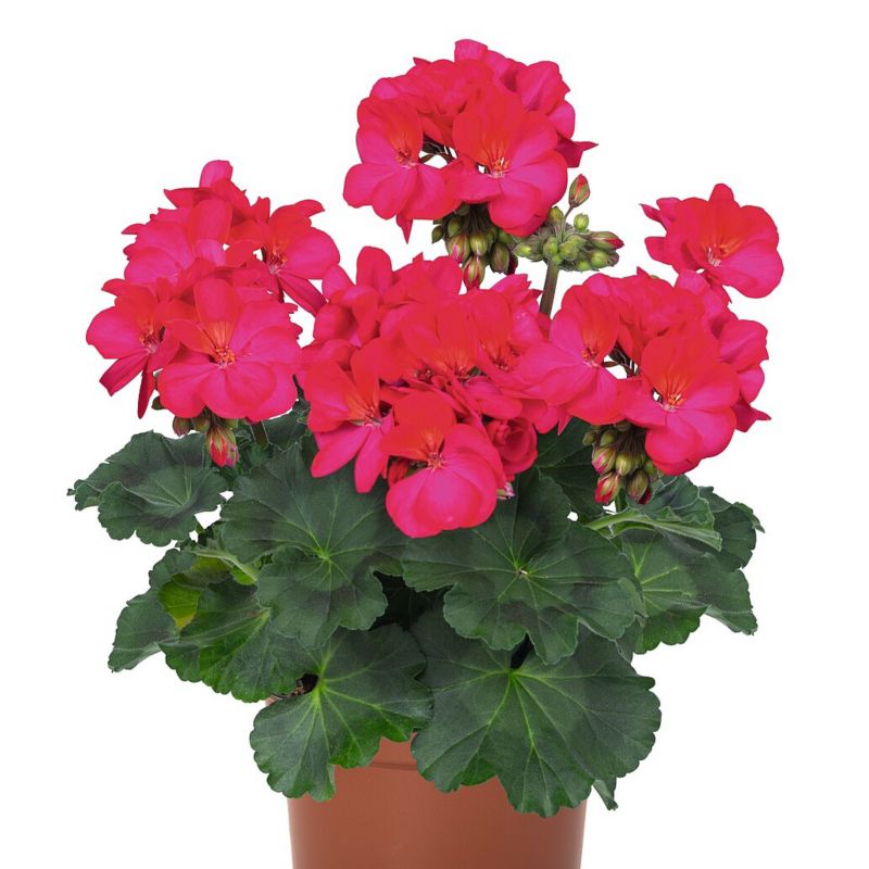 Pelargonia Zonale doniczka 12 cm