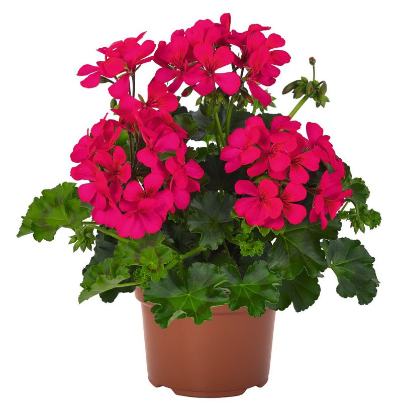 Pelargonia Peltatum doniczka 12 cm