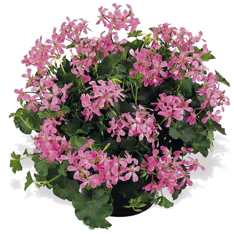 Pelargonia kaskadowa doniczka 12 cm