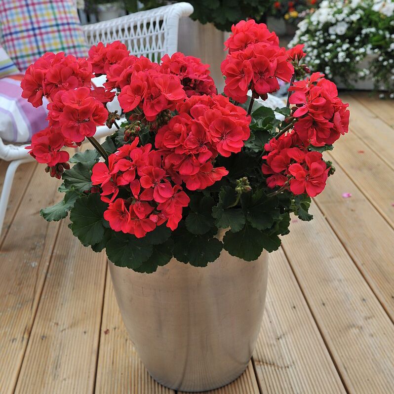 Pelargonia Kaliope doniczka 12 cm