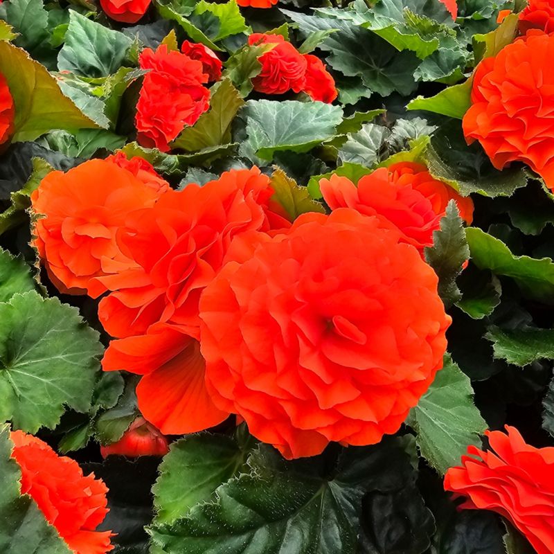 Begonia bulwiasta doniczka 11 cm