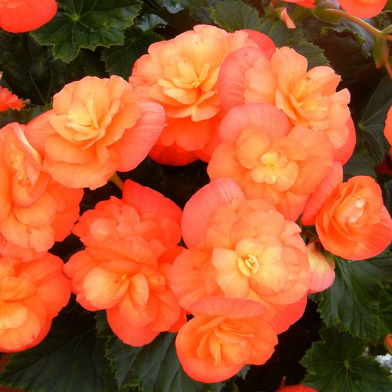 Begonia solenia doniczka 14 cm