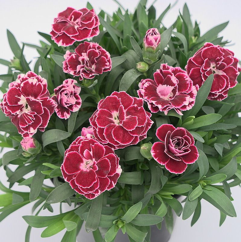 Goździk doniczka 12 cm