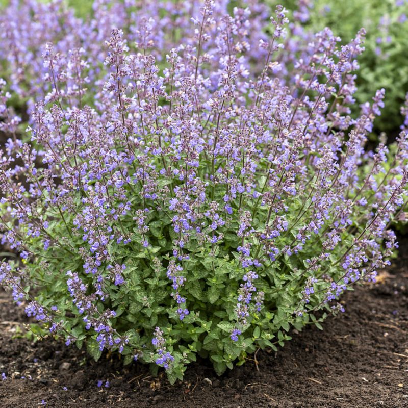 Nepeta doniczka 2 l