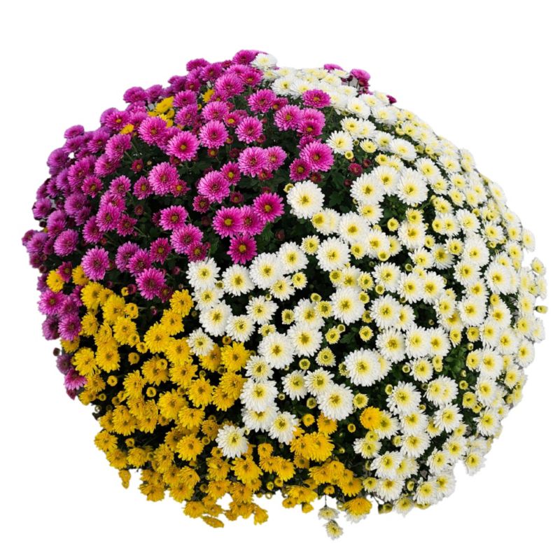 Chryzantema Trio Samokrzewiąca doniczka 21 cm mix