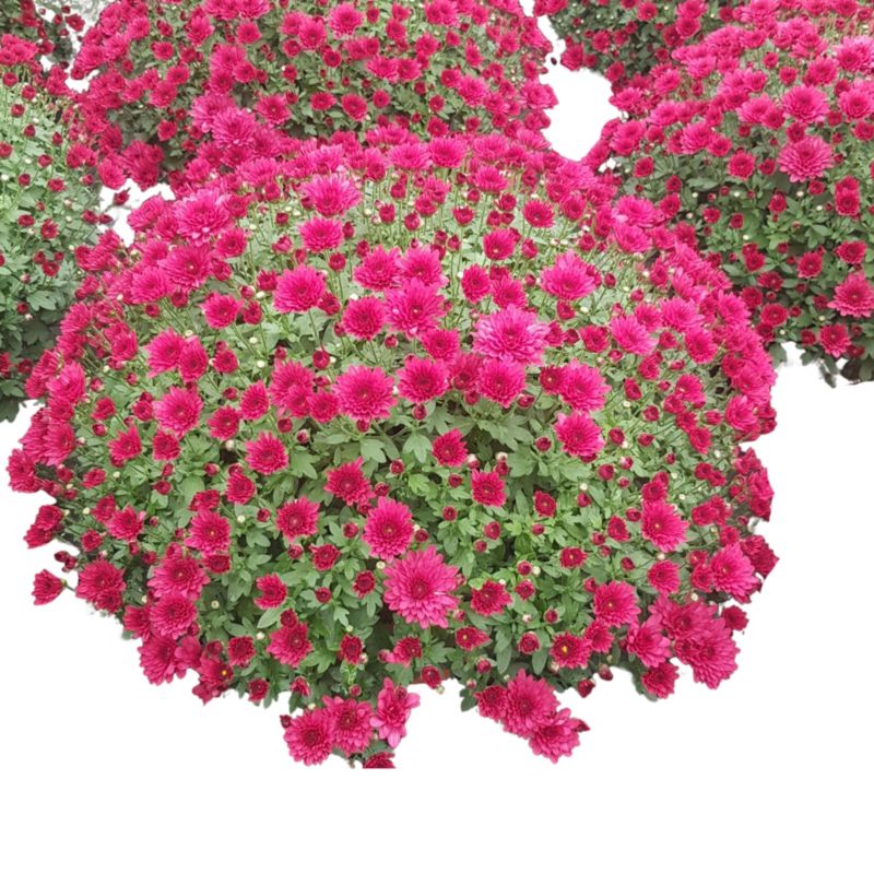 Chryzantema drobnokwiatowa Extra doniczka 21 cm mix