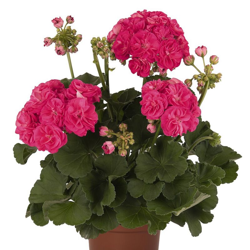 Pelargonia Zonale Rosalinda doniczka