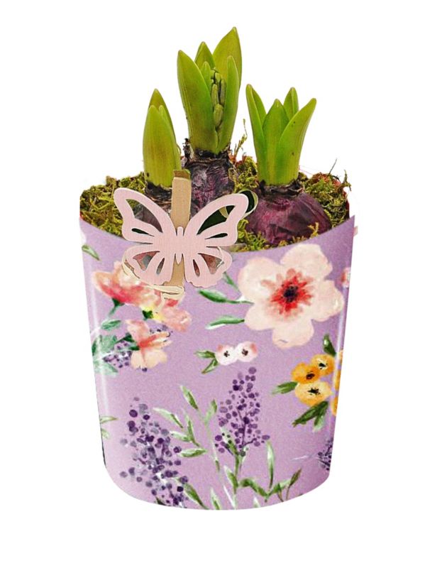 Hiacynt osłonka kwiatowa doniczka 12 cm