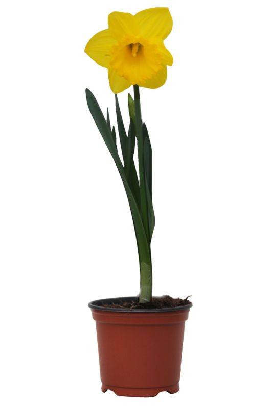 Narcyz wielkotrąbkowy doniczka 12 cm