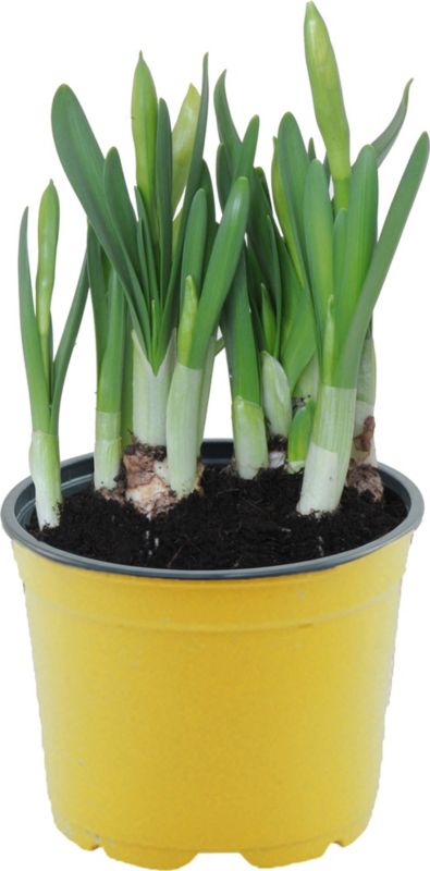 Narcyz Tete-a-Tete w doniczce 12 cm
