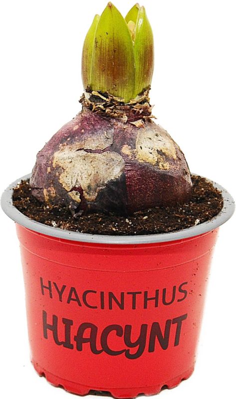 Hiacynt czerwony w doniczce 9 cm