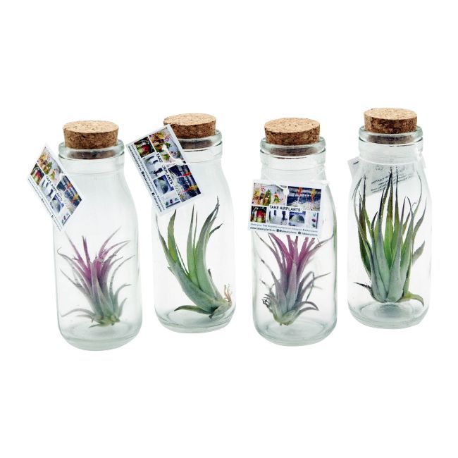 Tillandsia w butelce