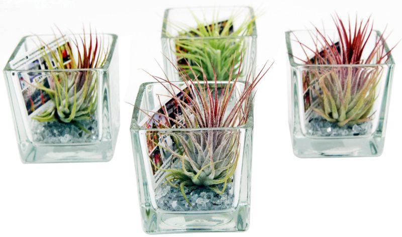 Tillandsia w szklanej osłonce 6 cm