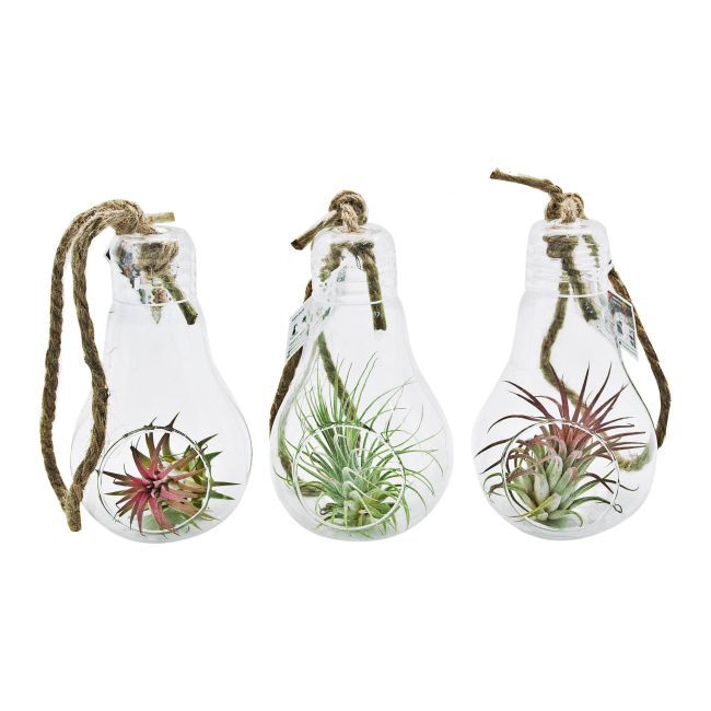 Tillandsia w żarówce