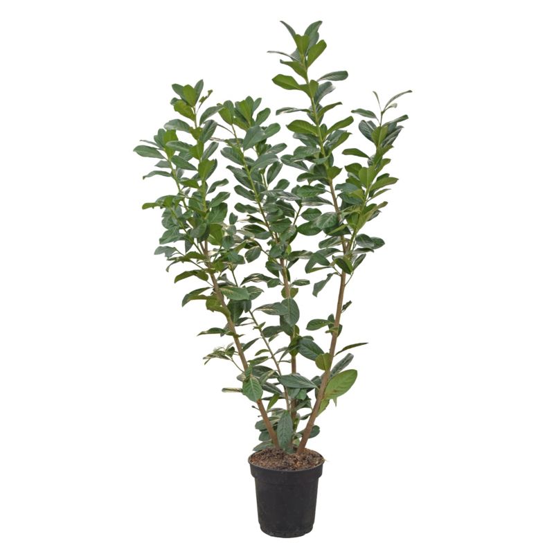 Laurowiśnia wschodnia doniczka 29 cm