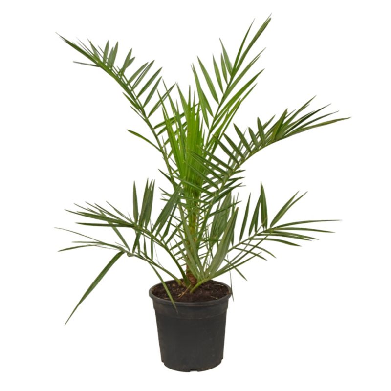 Daktylowiec kanaryjski doniczka 17 cm