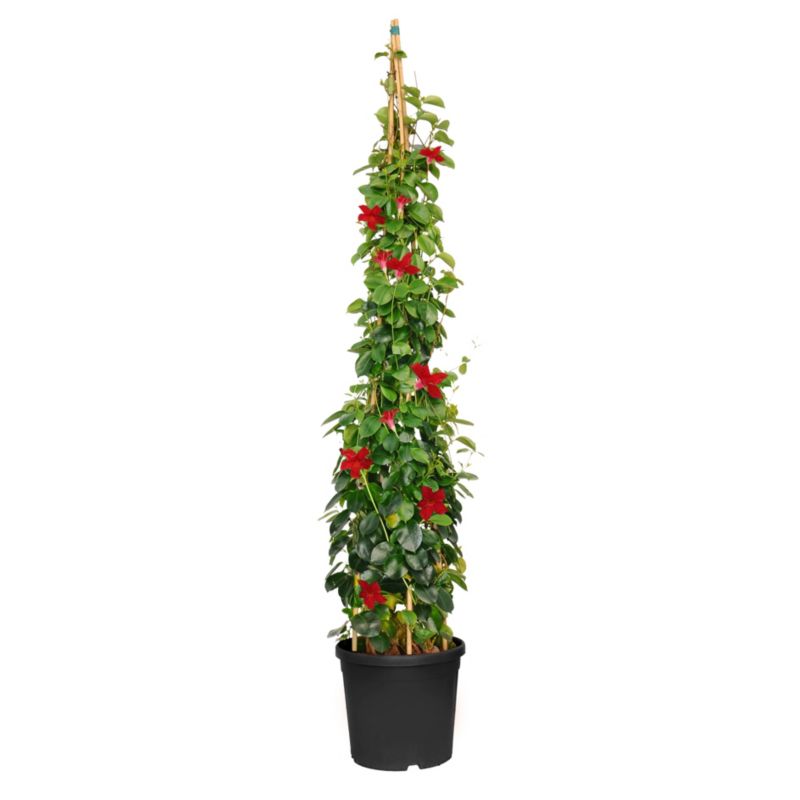 Mandewilla mix 27 cm