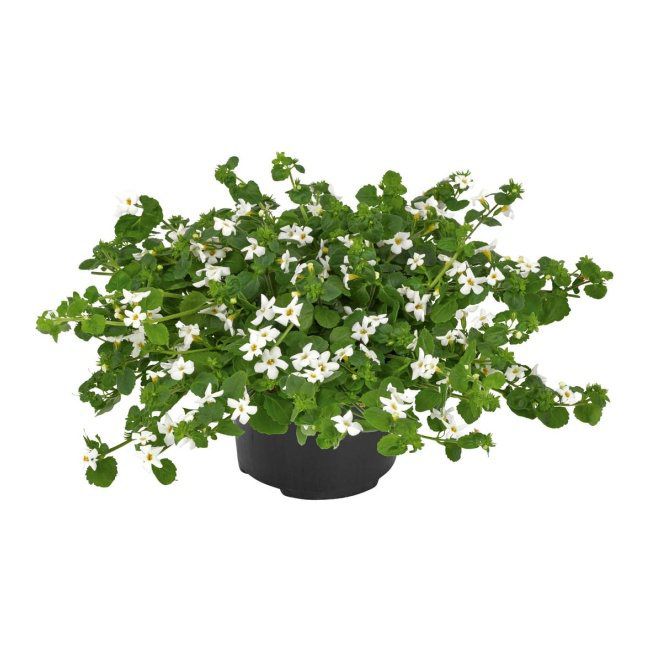 Bakopia mix 10,5 cm