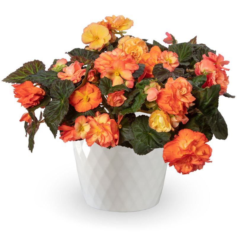 Begonia Limitless