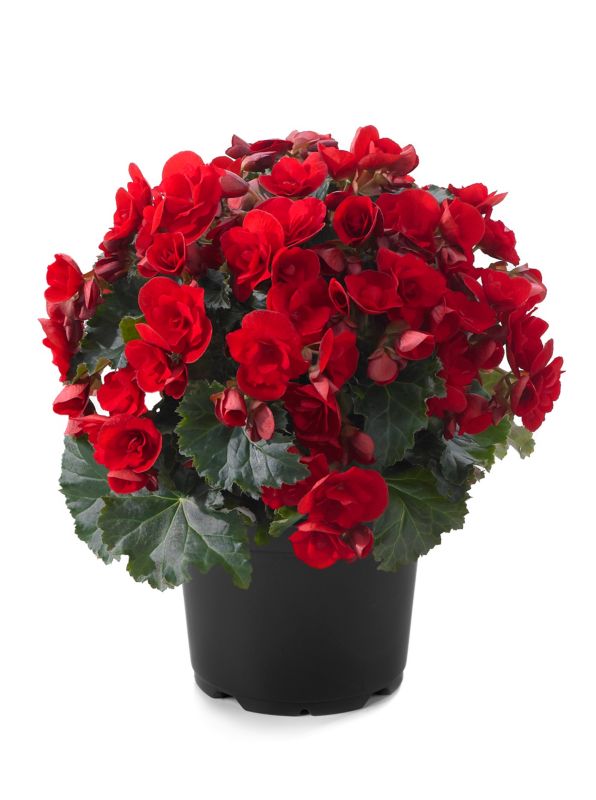 Begonia doniczka 15 cm