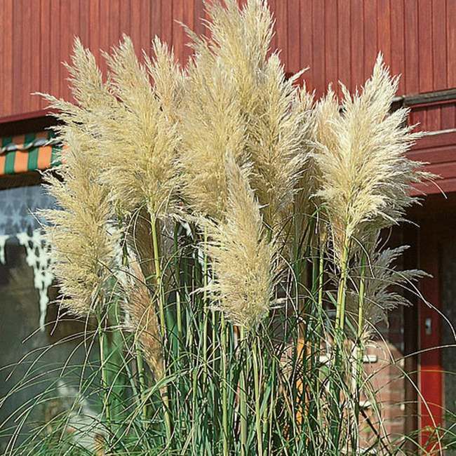 Trawa pampasowa 13 cm