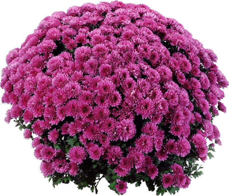 Chryzantema drobnokwiatowa doniczka 21 cm mix 2