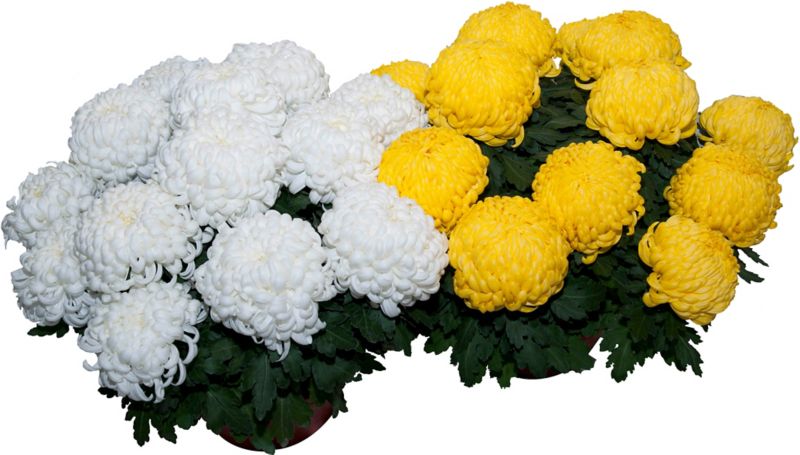 Chryzantema wielokwiatowa doniczka 21 cm mix 1