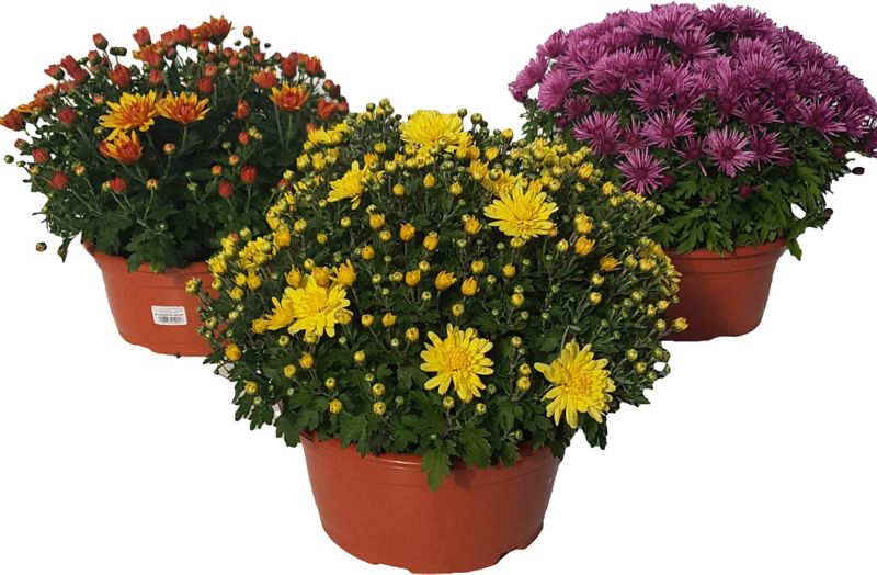 Chryzantema drobnokwiatowa doniczka 21 cm mix 3