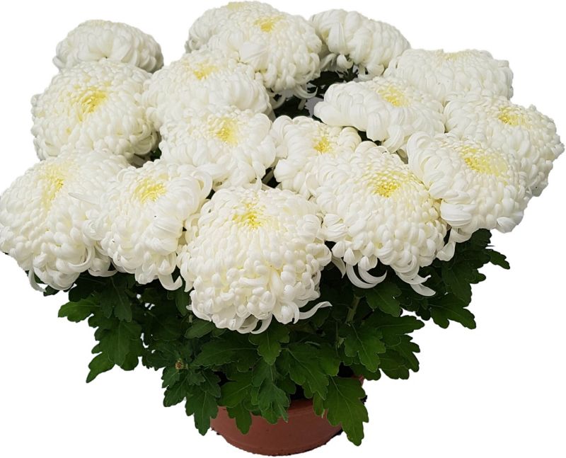 Chryzantema wielokwiatowa doniczka 21 cm