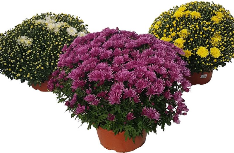 Chryzantema drobnokwiatowa extra doniczka 21 cm