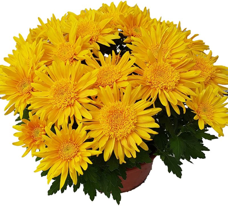 Chryzantema średniokwiatowa doniczka 21 cm
