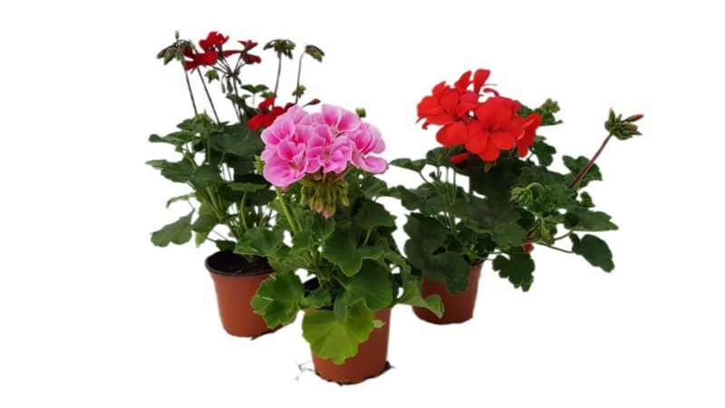 Pelargonia doniczka 11 cm