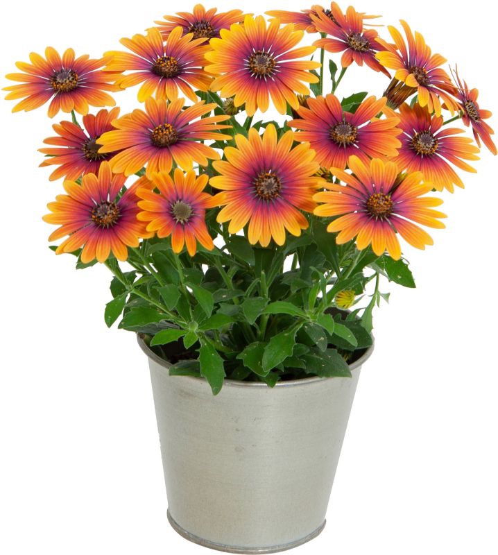 Osteospermum Purple Sun 13 cm