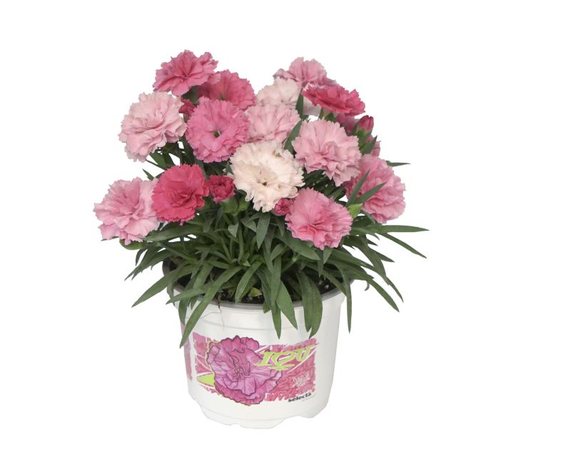 Goździk I Love You 11 cm