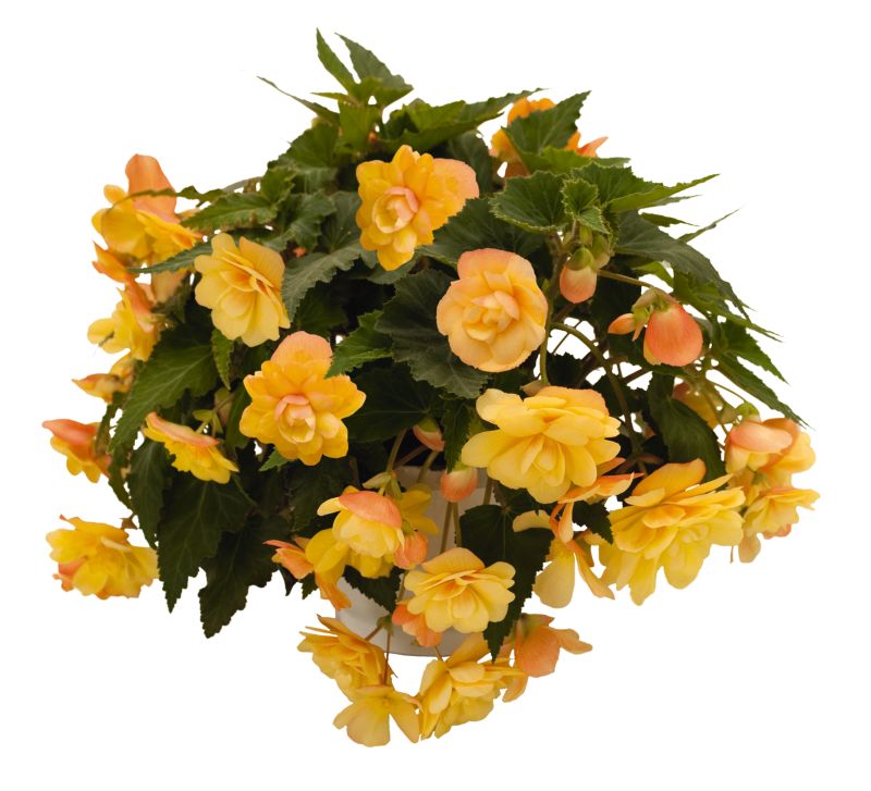 Begonia Illumination