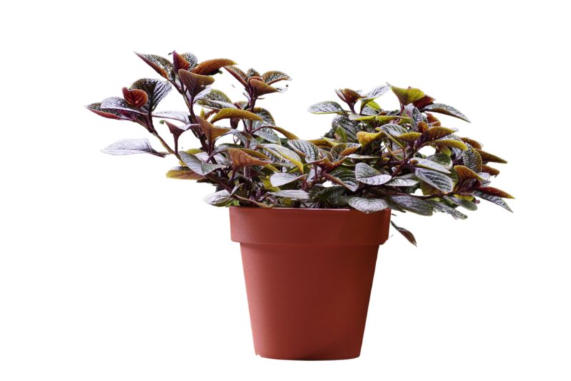 Plectranthus Nico 11 cm