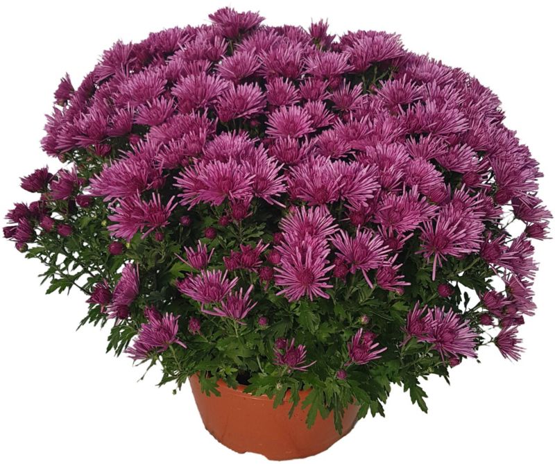 Chryzantema drobnokwiatowa extra doniczka 25 cm