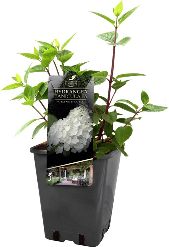 Hortensja Grandiflora C5