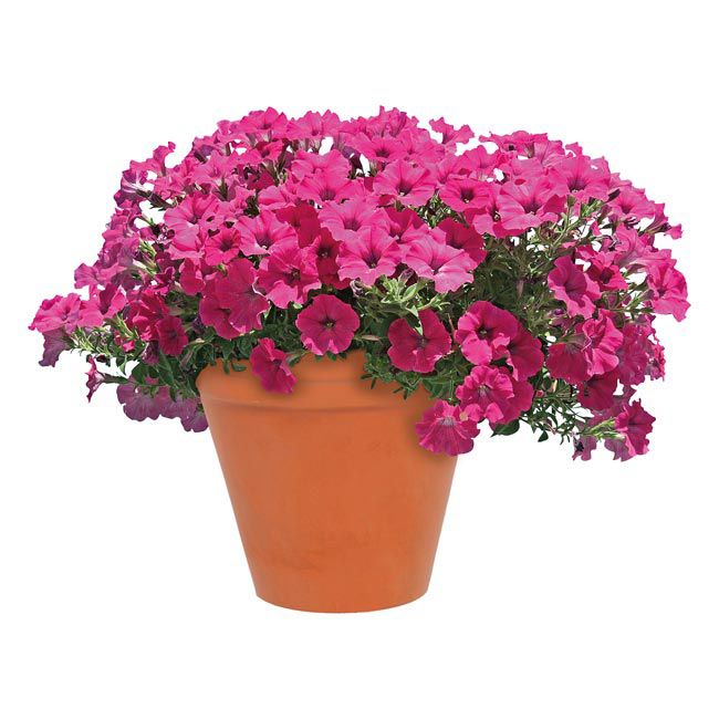 Surfinia Supertunia doniczka 12 cm