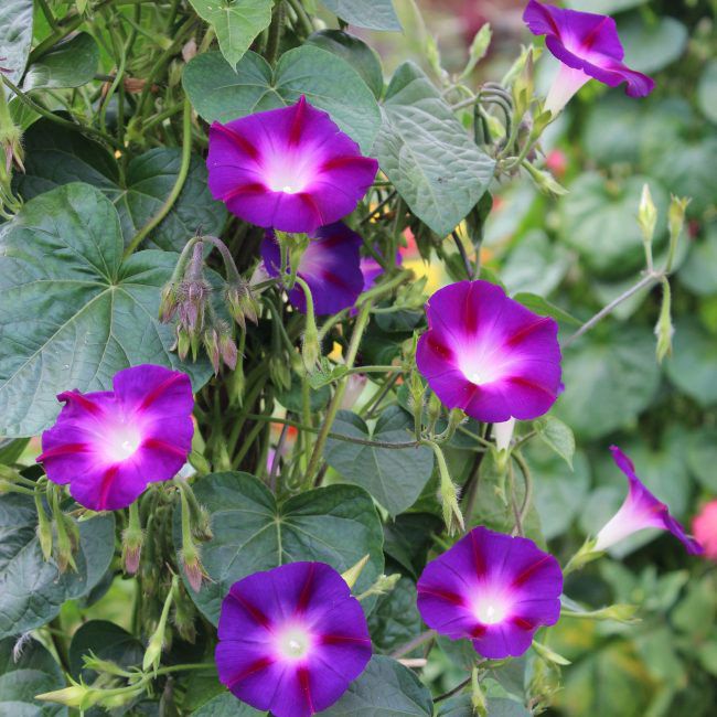 Ipomoea doniczka 10 cm
