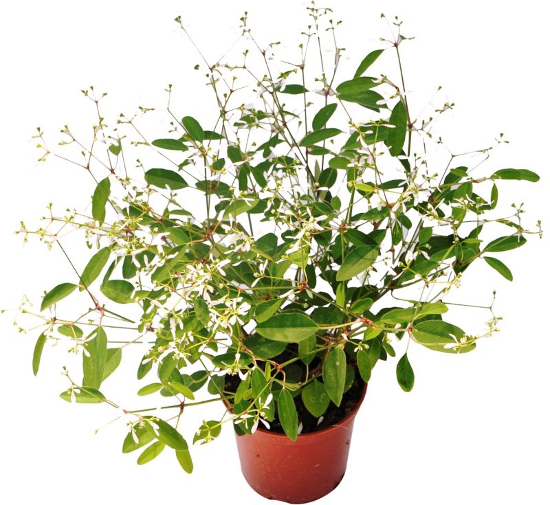 Euphorbia Diamond Frost doniczka 10 cm